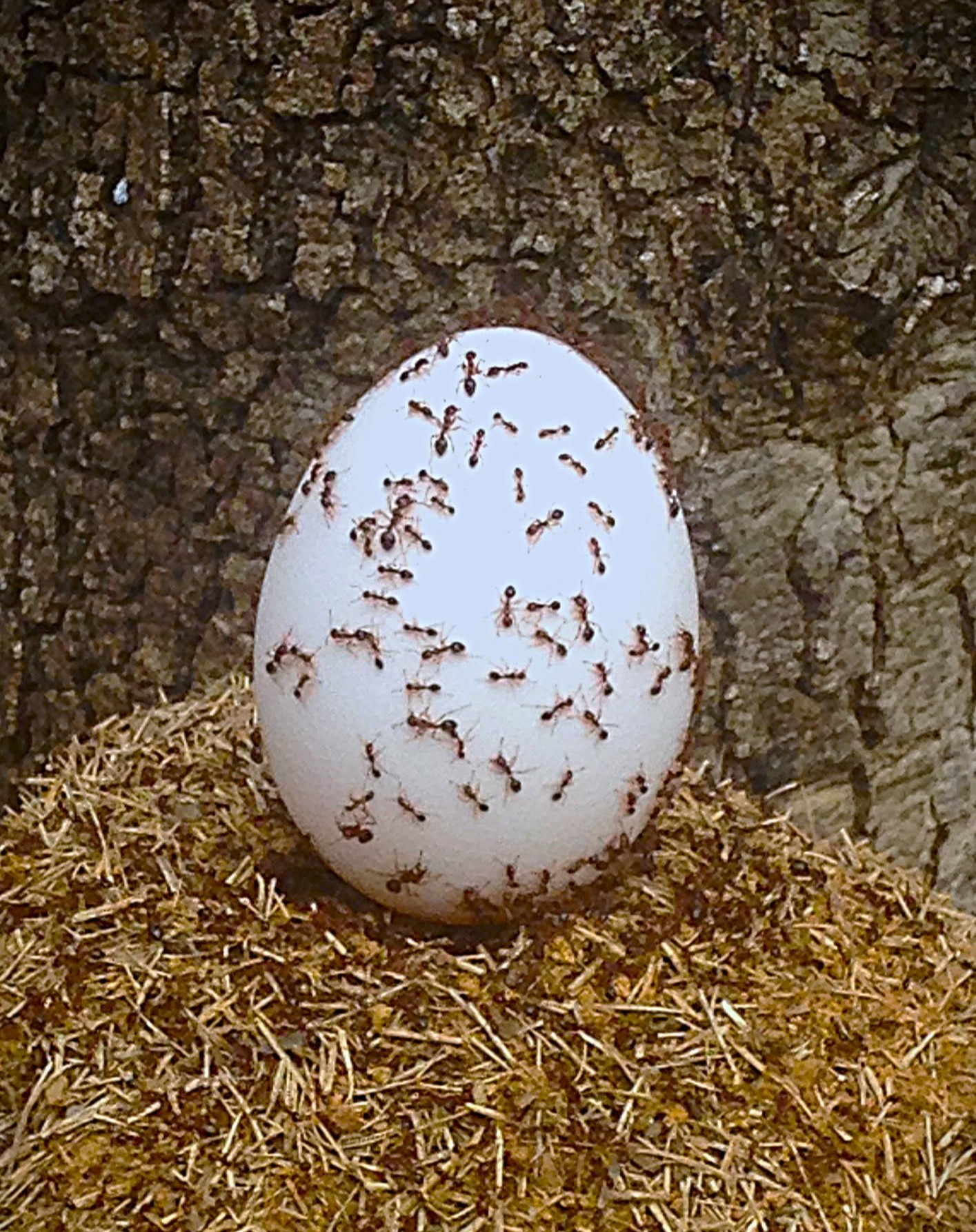 /images/Eggy.JPG