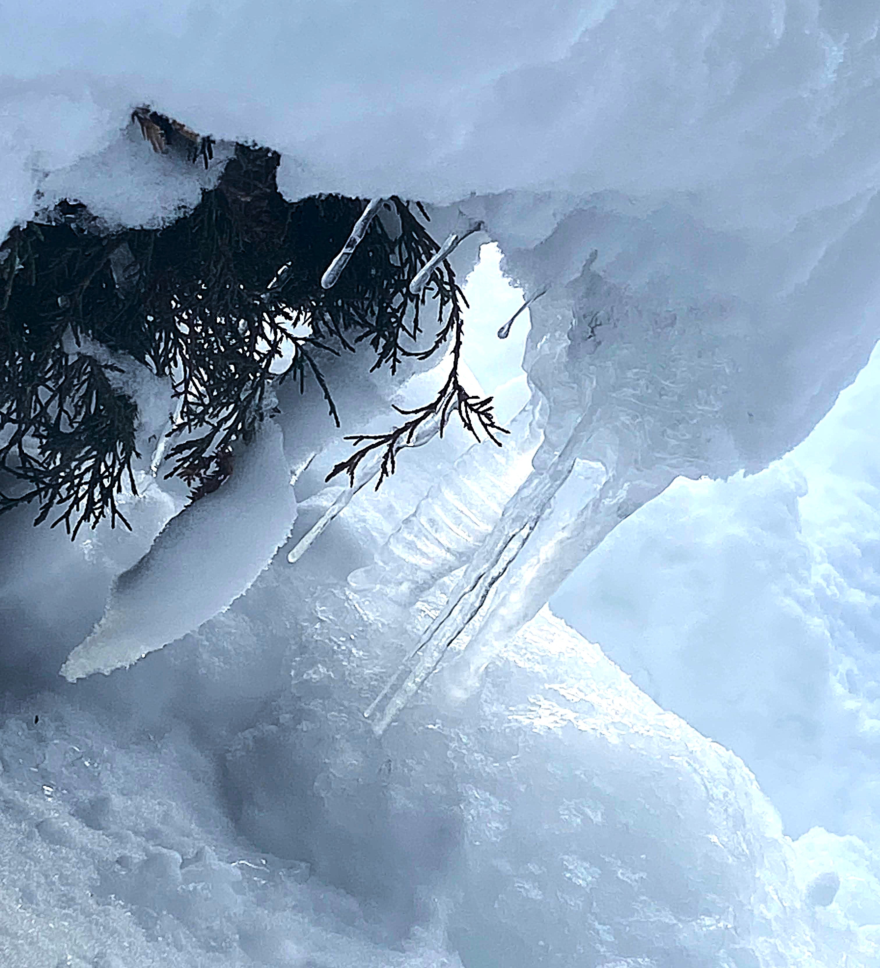 images/SnowBush.jpg